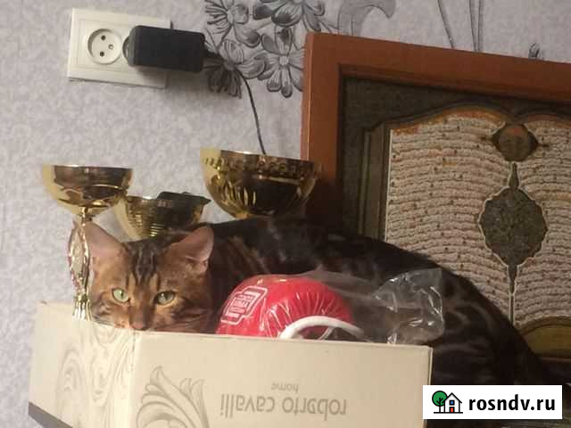 Бенгал на вязку Махачкала - изображение 1