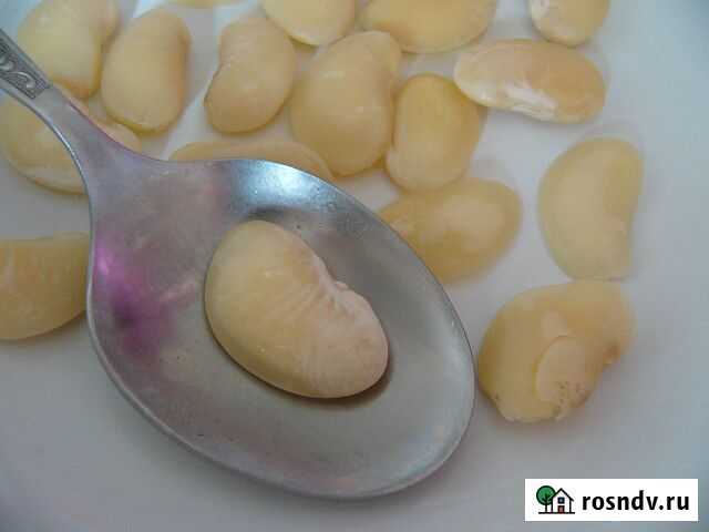 Лимская фасоль (семена) Воронеж - изображение 1