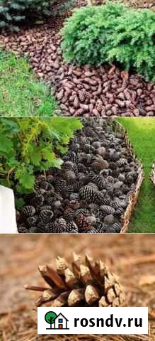 Шишки сосновые Уфа - изображение 1