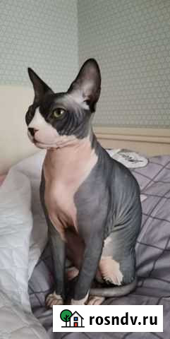 Канадский сфинкс вязка Белгород - изображение 1
