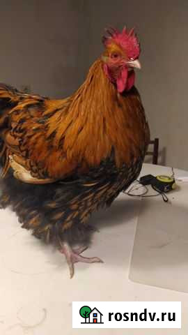 Петух орпингтон золотоокаемленный Тихорецк - изображение 1