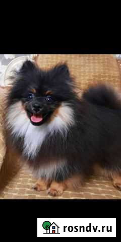 Померанский шпиц Дмитров - изображение 1