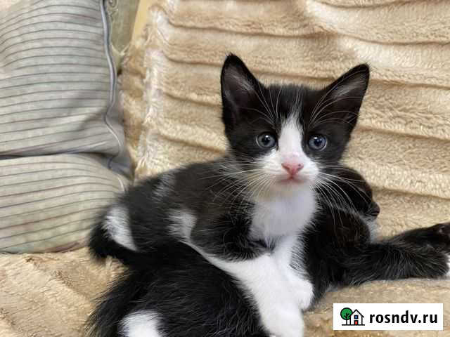 Шотландка бесплатно Краснодар - изображение 1