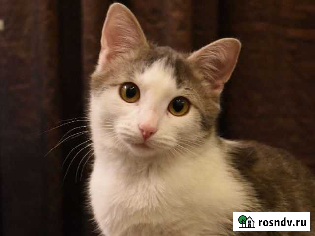 Кот Одинцово - изображение 1