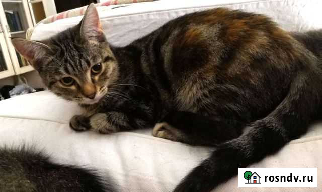 Кошечка ищет семью Брюховецкая - изображение 1