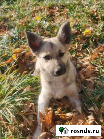 Щенок девочка Оренбург - изображение 1