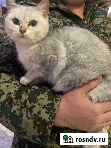 В добрые руки,кошечка Ферзиково - изображение 1