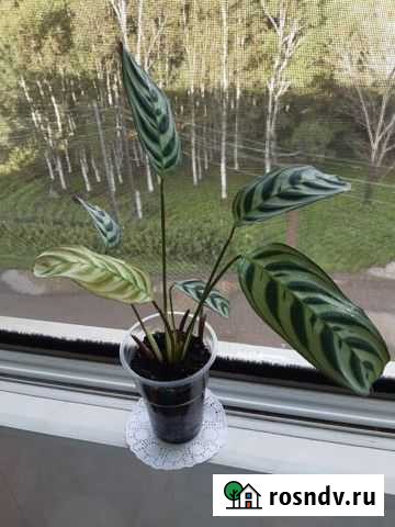 Маранта Советская Гавань - изображение 1