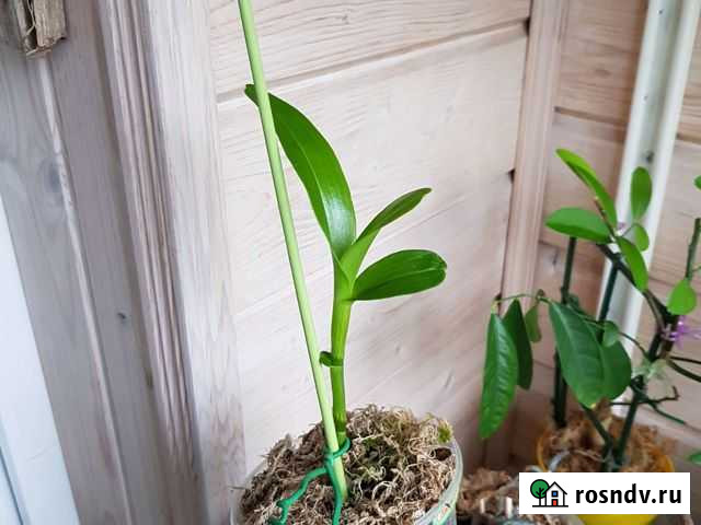 Дендробиум нобиле Череповец - изображение 1