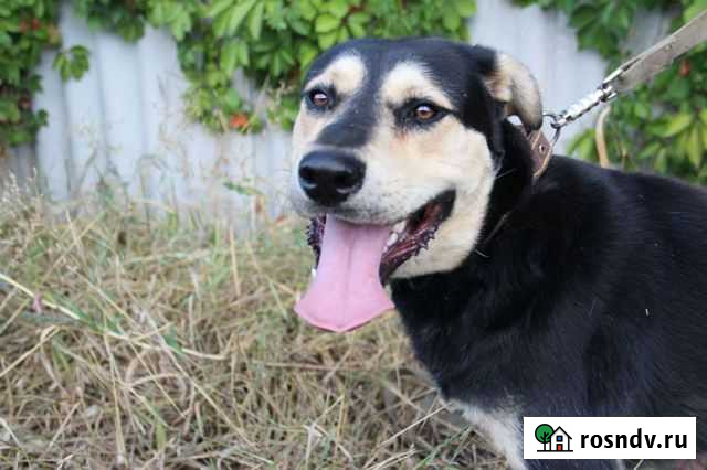 Овчарка сторожевая Белгород - изображение 1