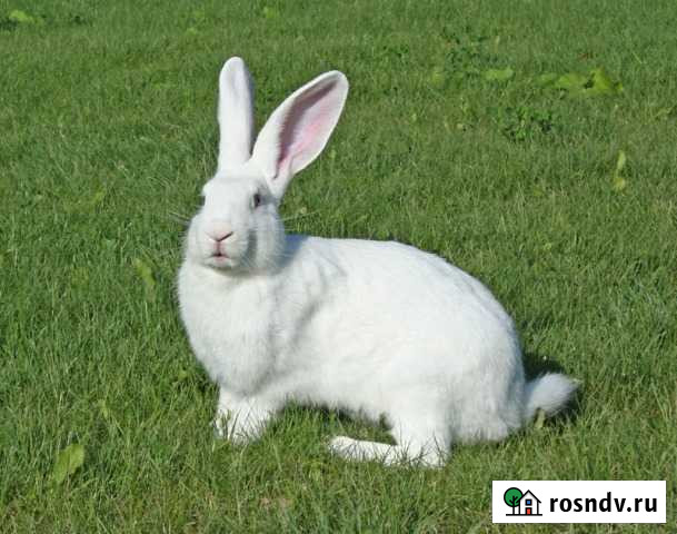 Кролики (Белый великан) Иловля - изображение 1