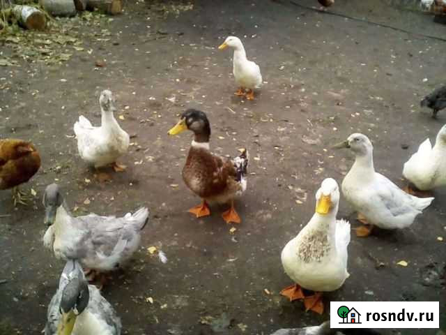 Утки Свень - изображение 1