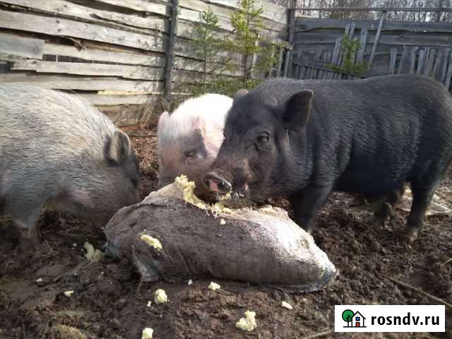 Вьетнамские матки и хряк козы Алексин - изображение 1