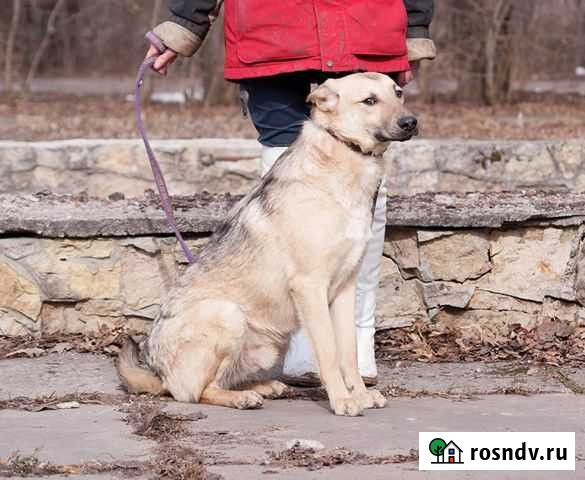 Максимка. Умный спокойный пёс. Бесплатно Лаголово - изображение 1