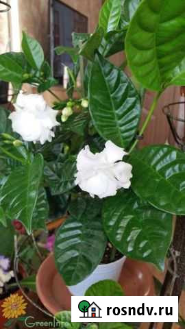 Табернемонтана Уфа - изображение 1