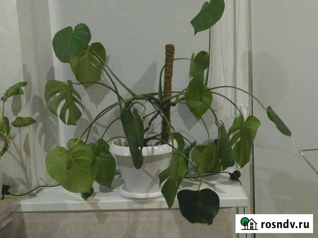 Монстера с горошком Щербинки Нижний Новгород - изображение 1