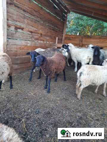 Овцы бараны ягнята оптом Волоколамск - изображение 1