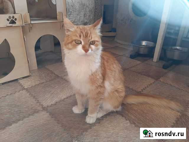 Веснушка хочет домой Тамбов - изображение 1