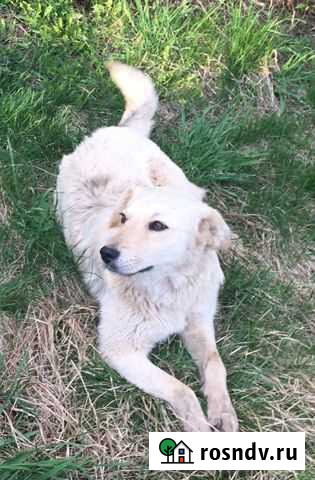 Ищем дом собачке Бугульма - изображение 1