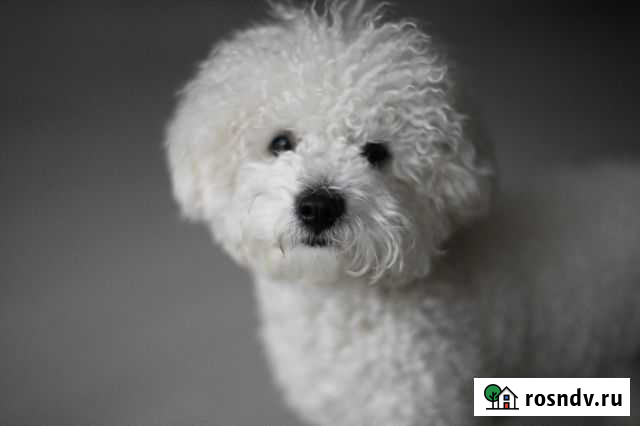 Бишон фризе вязка Барнаул - изображение 1