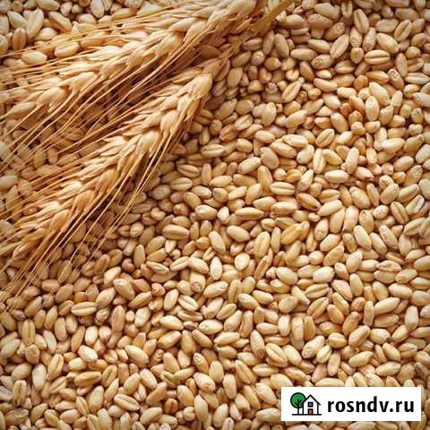 Пшеница Ольховка - изображение 1