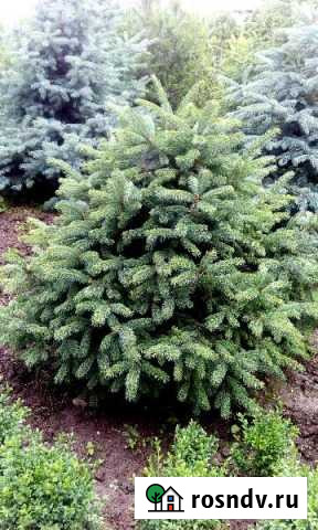 Ель Энгельмана Хасанья - изображение 1