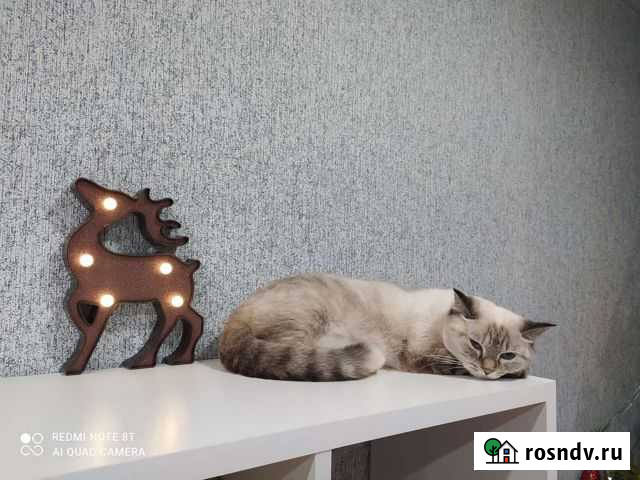 Сибирская кошка бесплатно Челябинск - изображение 1