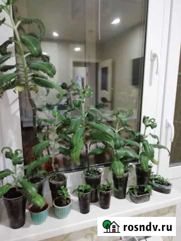 Каланхоэ Смоленск - изображение 1