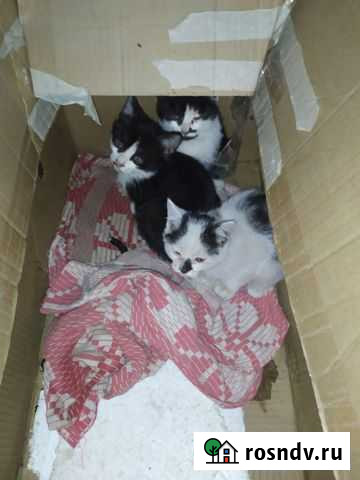 Котята в добрые руки бесплатно Стерлитамак - изображение 1