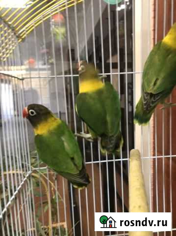 Говорящий попугай Калуга - изображение 1