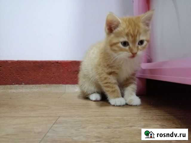 Кошечки 1,5 мес Прохладный - изображение 1