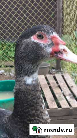 Индоутки Бологое - изображение 1