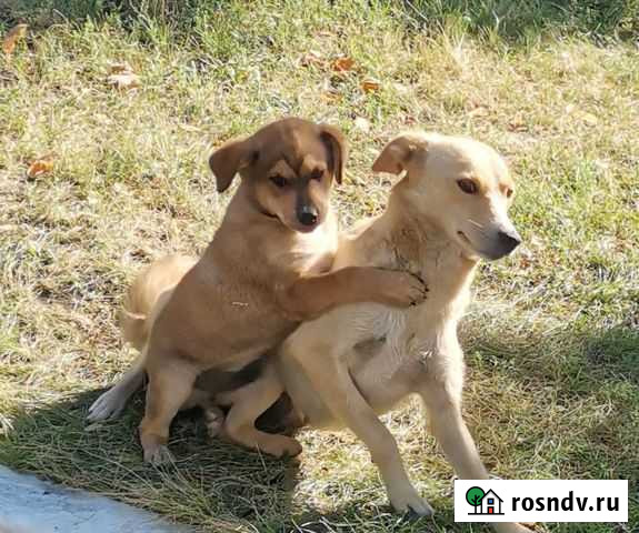 Собаки бесплатно в добрые руки щенки Старый Оскол - изображение 1