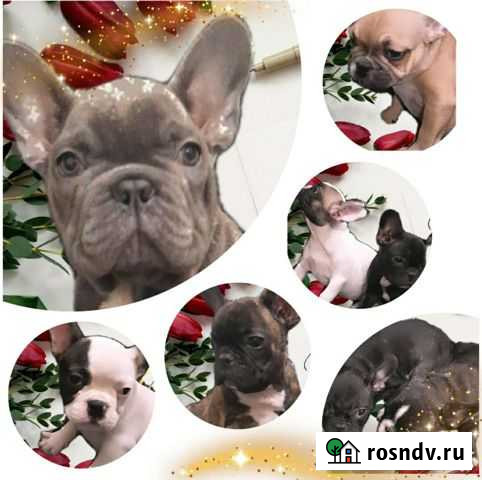 Французский бульдог Московский - изображение 1