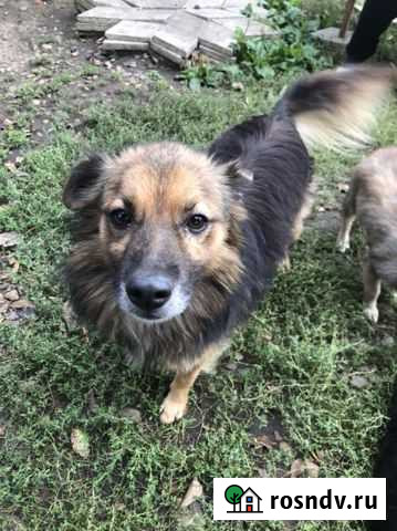 Собака Краснодар - изображение 1