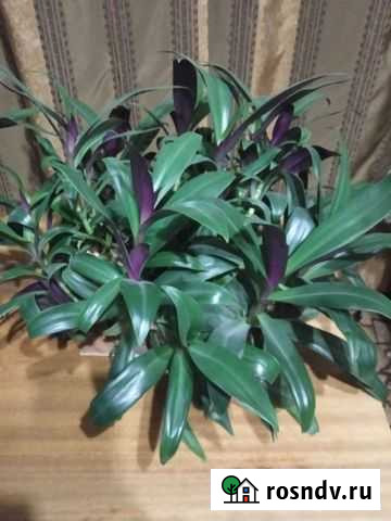 Рео Тула - изображение 1