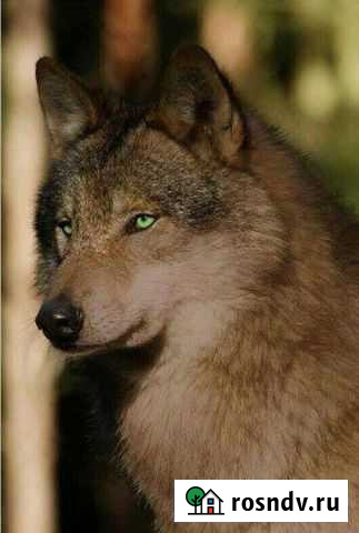 Немецкая овчарка (вязка) Морозовск - изображение 1