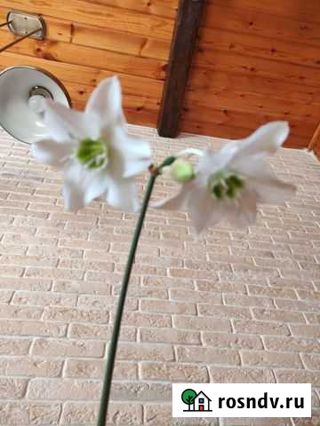 Эухарис, Пеперомия Новосибирск - изображение 1