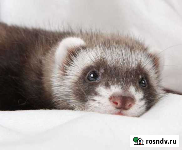 Хорек бесплатно Всеволожск - изображение 1