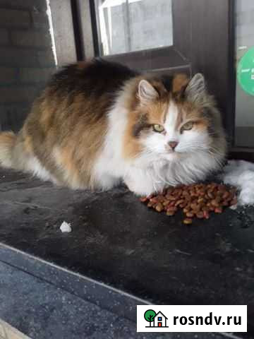 Кошка сибирская Старый Оскол - изображение 1