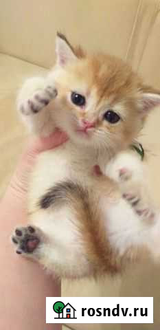 Кошка Новосибирск - изображение 1