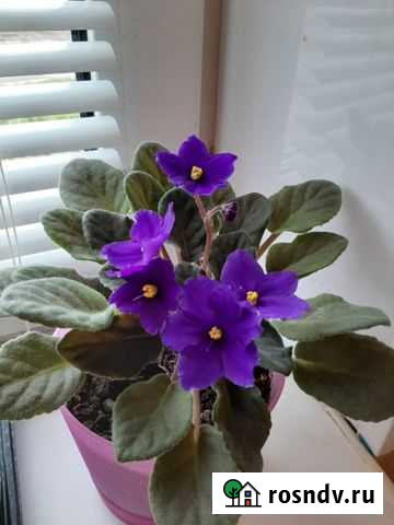 Фиалка Ковров - изображение 1