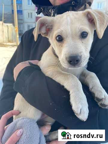 Щенок ищет хозяев Чита - изображение 1