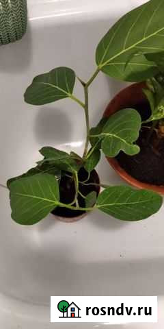 Фикус Пенза - изображение 1