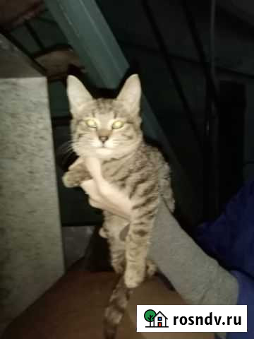 Кошка Зеленодольск - изображение 1