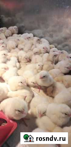 Бройлерные цыплята Иркутск - изображение 1