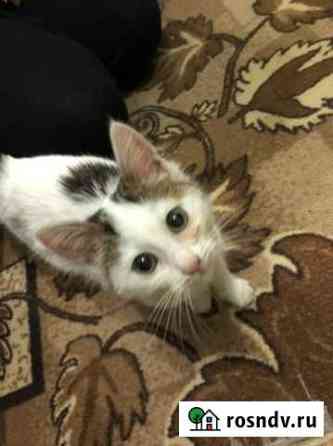 Котёнок Сочи