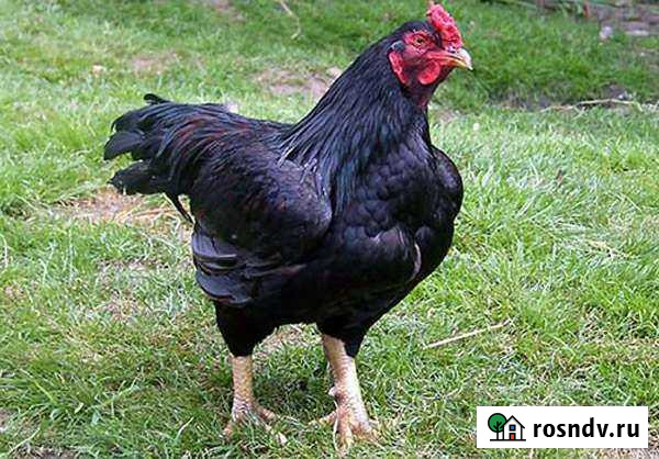 Бойцовский петух Заюково - изображение 1