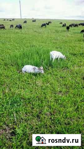 Продам козу Кемля - изображение 1