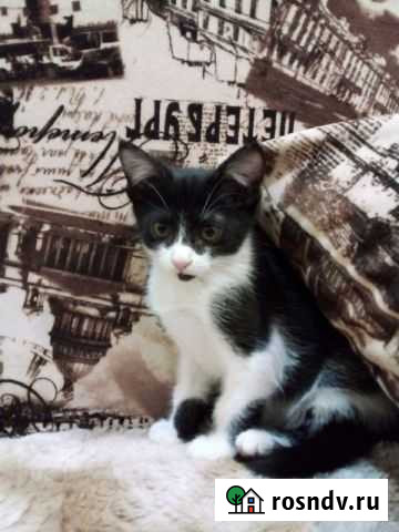 Котята отдам в добрые руки бесплатно Саратов - изображение 1